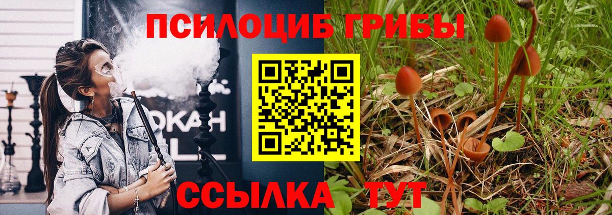 Псилоцибиновые грибы Psilocybine cubensis  Вход с VPN  Кузнецк 